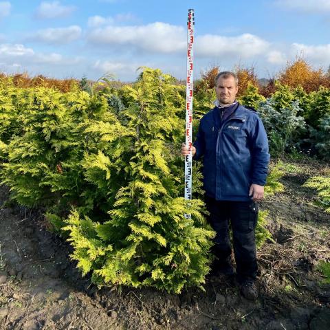 Chamaecyparis lawsoniana 'Yvonne'